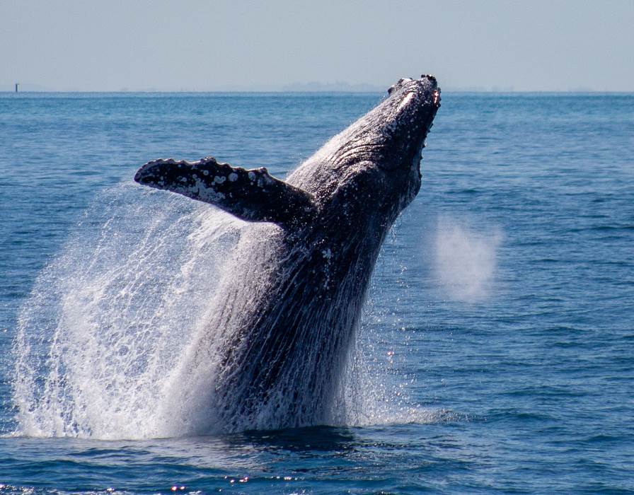A breathtaking Brisbane whale watching experience of a humpback whale leaping out of the water.